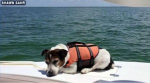 A Jack Russell Terrier named Jagermeister who spent three hours lost in the Gulf of Mexico rests after being rescued by a pair of couples Photo Credit: Shawn Sahr