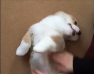 cute-corgi