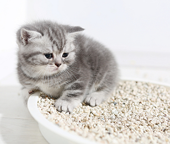 kitten_litter_box