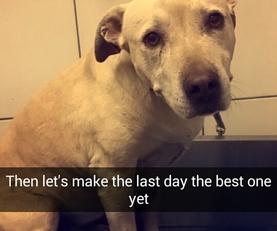 Hannah's expressive face and soulful eyes gaze at her master.