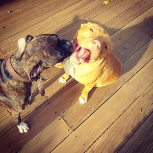 Darby, left, and Carlin, right. 